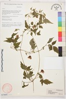 藏品(小木通)的圖片