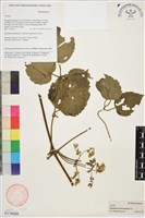 藏品(毛木通)的圖片