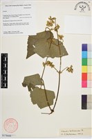 藏品(毛木通)的圖片