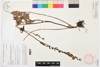 藏品(保山烏頭)的圖片