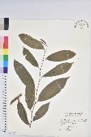 藏品(菲律賓饅頭果)的圖片