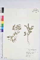 藏品(葉下珠、珠仔草)的圖片