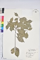 藏品(油葉石櫟)的圖片