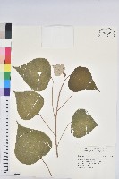 藏品(白匏子)的圖片