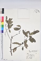 藏品(土密樹)的圖片