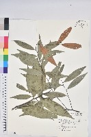 藏品(火燒柯、栲樹)的圖片