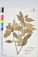 藏品(臺灣苦櫧)的圖片