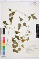 藏品(串鼻龍)的圖片