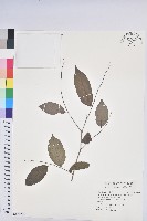 藏品(裡白饅頭果)的圖片