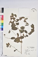 藏品(白飯樹)的圖片