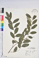 藏品(白飯樹)的圖片