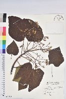 藏品(廣東油桐、皺桐)的圖片
