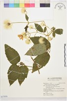 藏品(銹毛鐵線蓮)的圖片