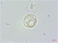 藏品(長葉苧麻)的圖片