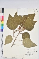 藏品(野桐)的圖片