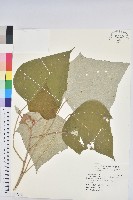 藏品(白匏子)的圖片