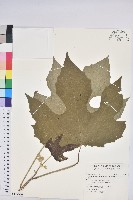 藏品(蟲屎)的圖片