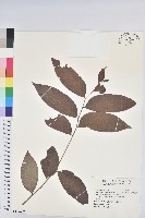 藏品(菲律賓饅頭果)的圖片