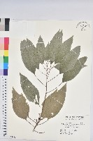 藏品(粗糠柴)的圖片