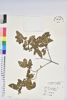 藏品(金毛杜鵑)的圖片