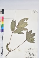 藏品(長柄菊)的圖片