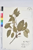 藏品(臺灣苦櫧)的圖片