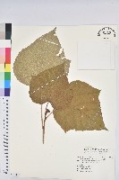 藏品(野桐)的圖片