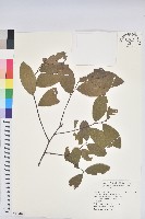 藏品(土密樹)的圖片