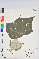 藏品(白匏子)的圖片