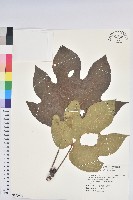 藏品(廣東油桐、皺桐)的圖片