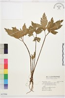 藏品(水辣菜、禺毛茛)的圖片