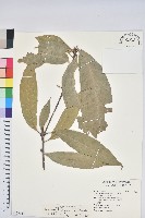 藏品(嶺南柯)的圖片
