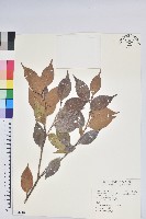 藏品(珍珠花、長尾葉越橘)的圖片