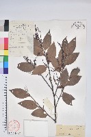 藏品(雲南越橘)的圖片