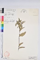 藏品(草沉香)的圖片
