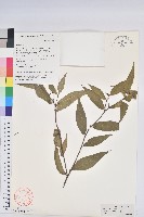 藏品(草沉香)的圖片