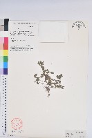 藏品(鐵莧菜)的圖片