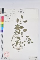 藏品(裂苞鐵莧菜)的圖片