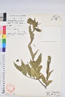 藏品(草沉香)的圖片