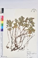 藏品(高山越橘)的圖片