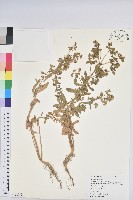 藏品(澤漆)的圖片