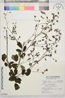 藏品(唐松草)的圖片