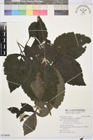 藏品(大葉鐵線蓮)的圖片