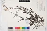 藏品(棉團鐵線蓮)的圖片