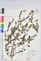 藏品(白飯樹)的圖片