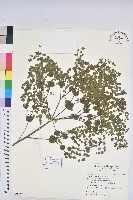 藏品(乳漿大戟)的圖片