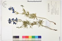 藏品(大花飛燕草)的圖片