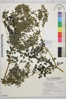 藏品(長柄唐松草、擬散花唐松草)的圖片