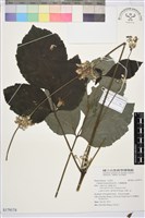 藏品(大葉鐵線蓮)的圖片