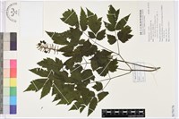 藏品(類葉升麻)的圖片